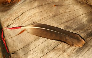 Ivo Musil │ Shamans – brown feather with a red cord resting on wood.