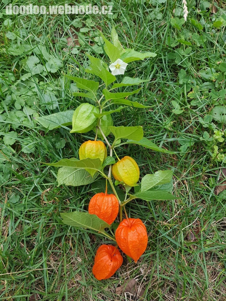 Klinika ESET – physalis stem with green, yellow and orange husks in grass.