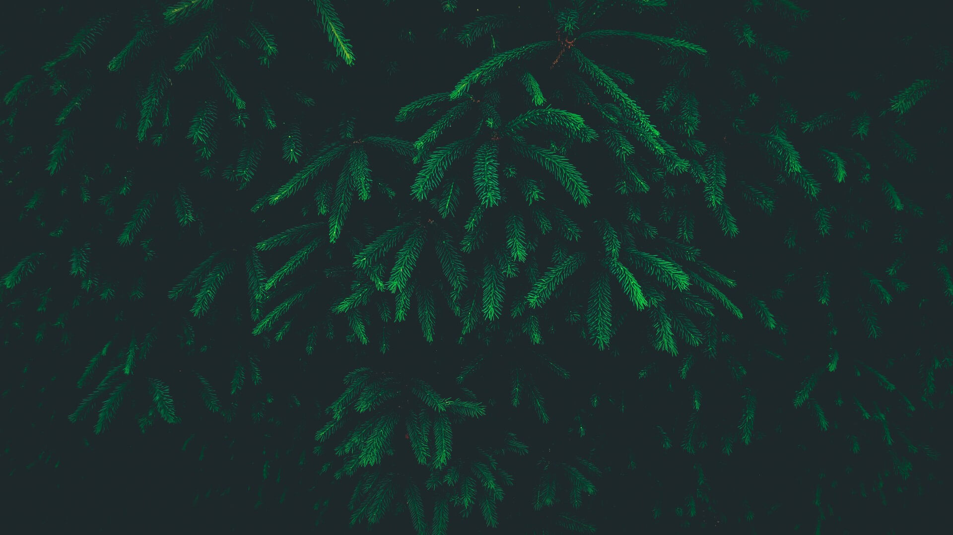 Zelená Terapie – dark green foliage and branches of a conifer.
